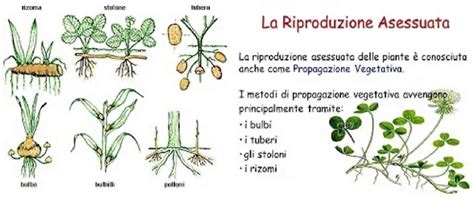 Esempi di riproduzione vegetativa