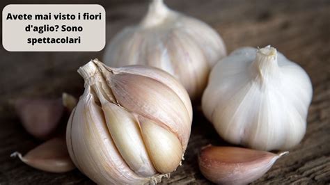 Fiori di fagiuolo e aglio