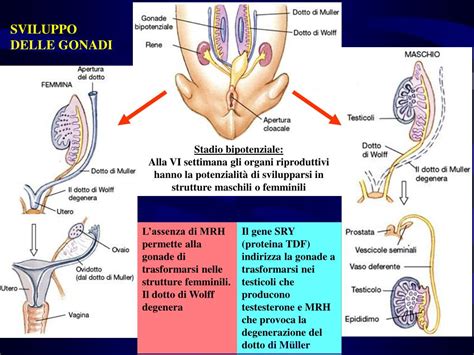 schema illustrativo della differenziazione dei genitali fetali