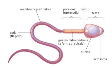 Schema di uno spermatozoo con le sue parti: testa, collo e coda