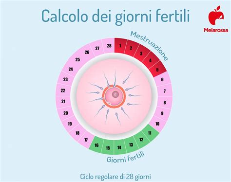 Calendario con giorni fertili evidenziati
