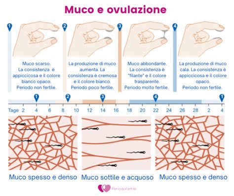 Schema che illustra il muco cervicale in diverse fasi del ciclo