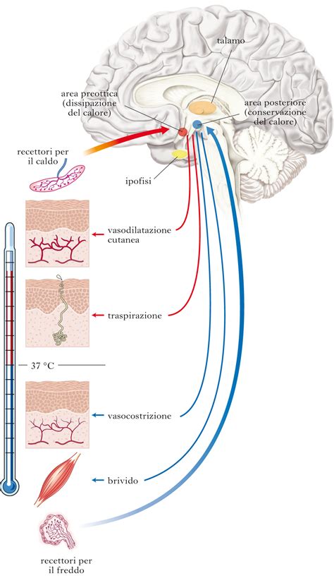 Sistema di termoregolazione del neonato