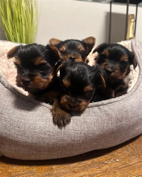 cucciolo di yorkshire terrier tenero in casa