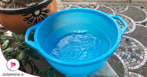 cucciolo che gioca con l'acqua in una bacinella