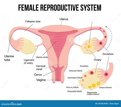 Diagramma del sistema riproduttivo femminile