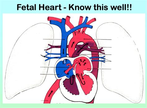 Fetal heart anatomy diagram