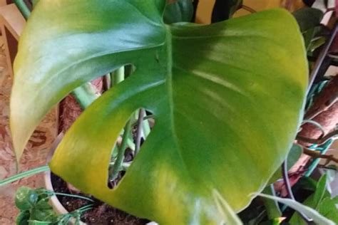 Monstera deliciosa con foglie fenestrate