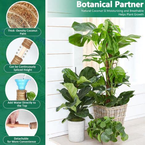 Monstera con tutore in muschio