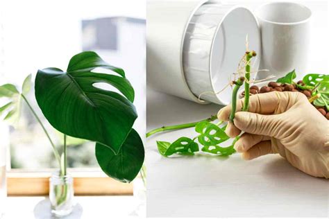 Talea di Monstera in acqua