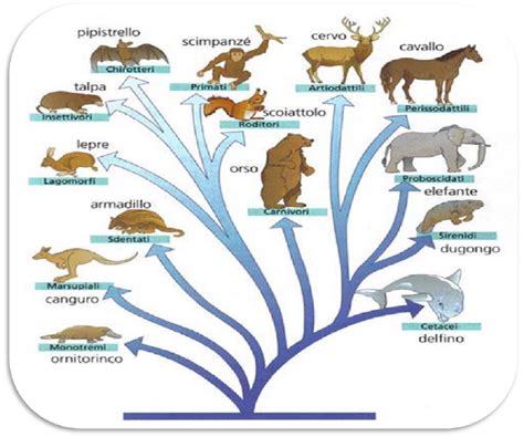 Mappa delle distribuzioni degli animali con gestazione lunga