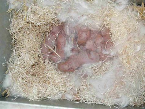 schema del nido di una coniglia con i neonati coperti dal pelo