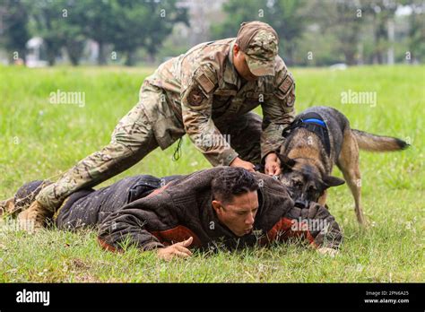Cane e padrone durante una sessione di addestramento divertente
