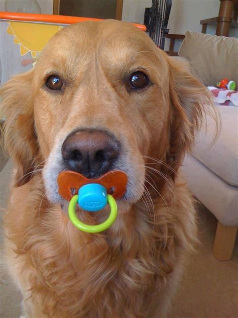 Cane con ciuccio in bocca