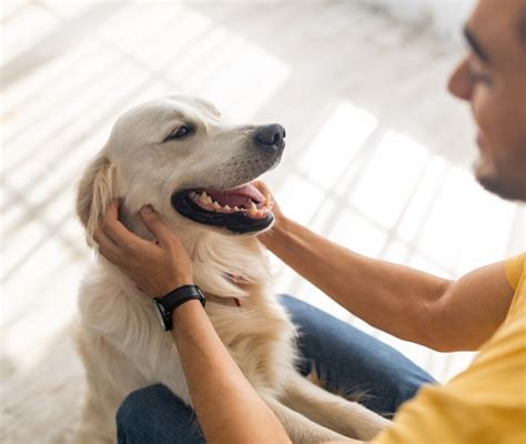 Cane adulto che si addestra con il padrone