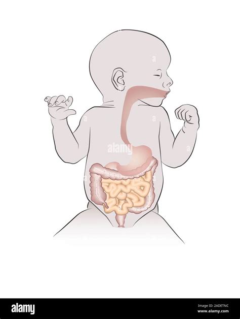 Diagramma sistema digestivo neonato