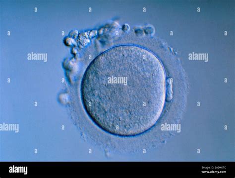 rappresentazione microscopica di un ovocita maturo con globulo polare visibile