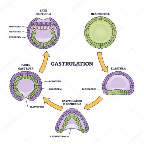 Illustrazione schematica della gastrulazione con i tre strati germinativi