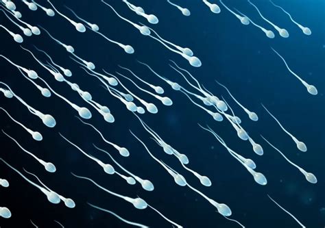 Spermatozoi in movimento e immobilità