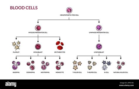 Diagramma che mostra le cellule fetali nel sangue materno e la loro funzione di guarigione