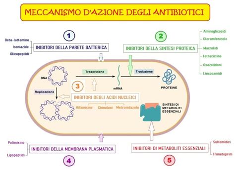 Meccanismo d'azione degli antibiotici