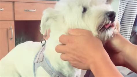 Una cagnolina incinta in visita dal veterinario per un controllo ecografico