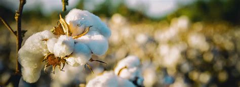 Cotone organico GOTS: dalla pianta al prodotto finito