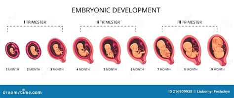 Illustrazione del trasferimento embrionale