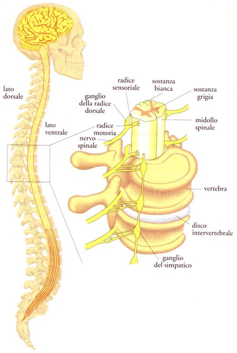 Diagramma della colonna vertebrale con evidenziato lo spazio epidurale e il midollo spinale