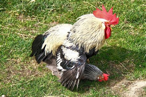 Gallo che si accoppia con una gallina