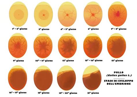 Uovo non fecondato alla speratura
