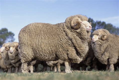 Pecore Merino in un paesaggio australiano
