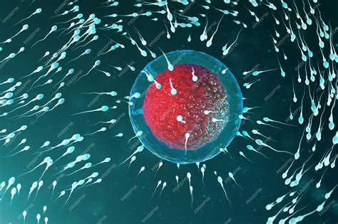 rappresentazione grafica di una cellula uovo e spermatozoo