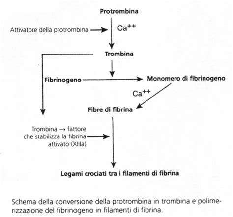 Schema della cascata della coagulazione del sangue