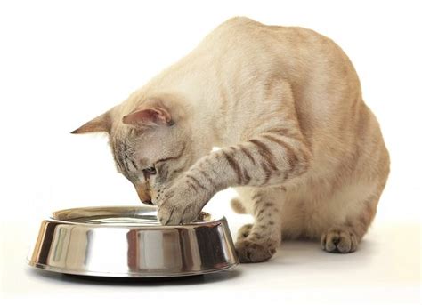 Calopsitta che gioca con l'acqua in una ciotola