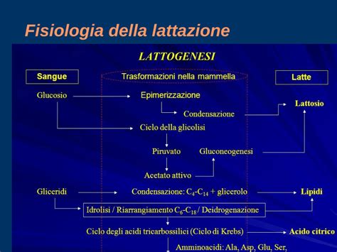 Diagramma del processo di lattazione con prolattina e ossitocina