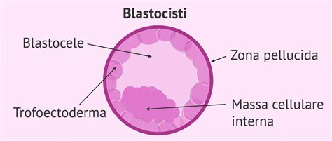 Microscopio con blastocisti in fase di biopsia
