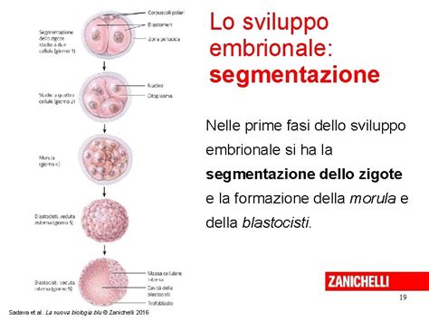 Diagramma segmentazione embrionale