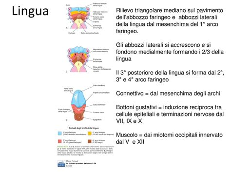 Archi faringei embrionali
