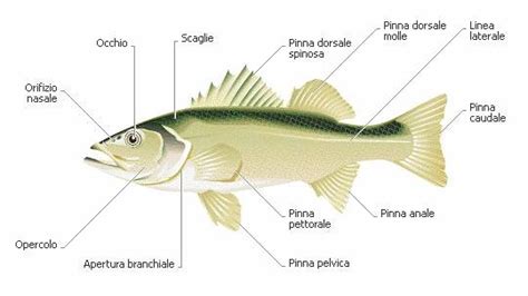 Struttura fessure branchiali pesce