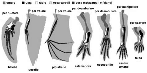 Evoluzione degli arti dei vertebrati