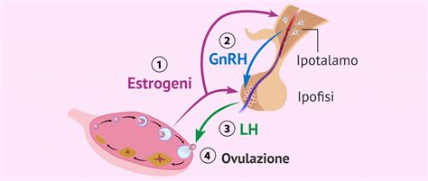 Regolazione ormonale del ciclo mestruale