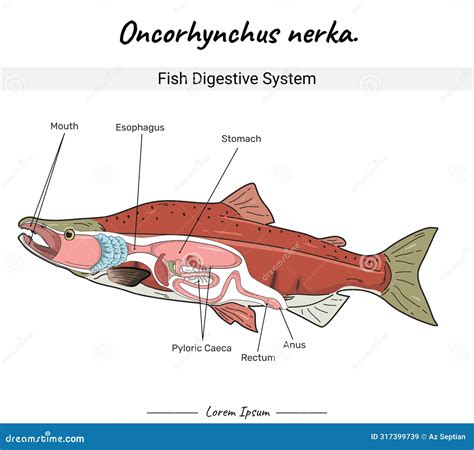 Diagramma del sistema digestivo di un neonato