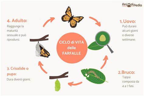 rappresentazione concettuale del ciclo vitale e della soggettività giuridica