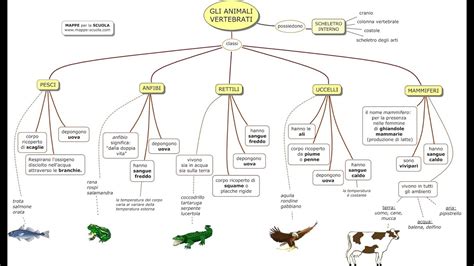 Diagramma dell'albero evolutivo dei mammiferi con le loro principali distinzioni