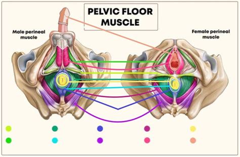 Pelvic floor muscles diagram