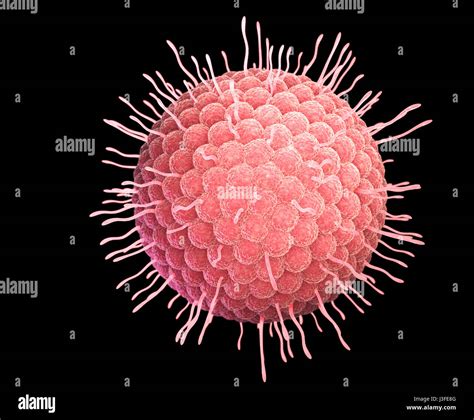 Illustrazione del virus Varicella-Zoster