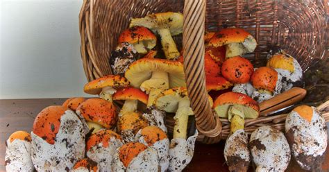 Piatti a base di Amanita caesarea