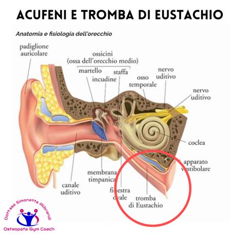 Diagramma della tromba di Eustachio e pressione negativa