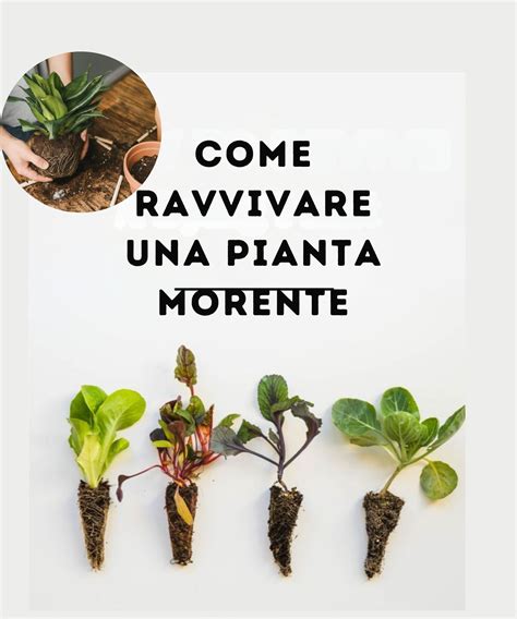 Radici di pianta sane (bianche e carnose) vs. radici infette (marroni e molli)